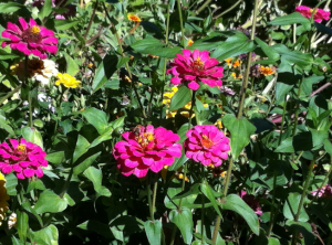 garden